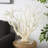 Brodey Polystone Coral Decorative Cream Sculpture with Clear Acrylic Base