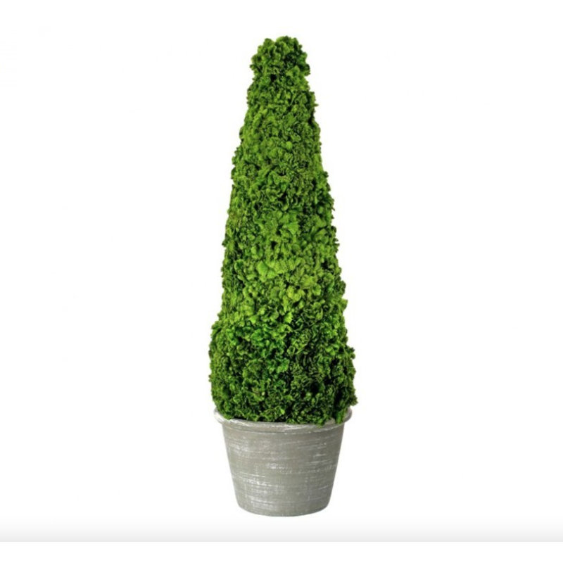 Topiaire 28 po Coxcomb en pot, 1