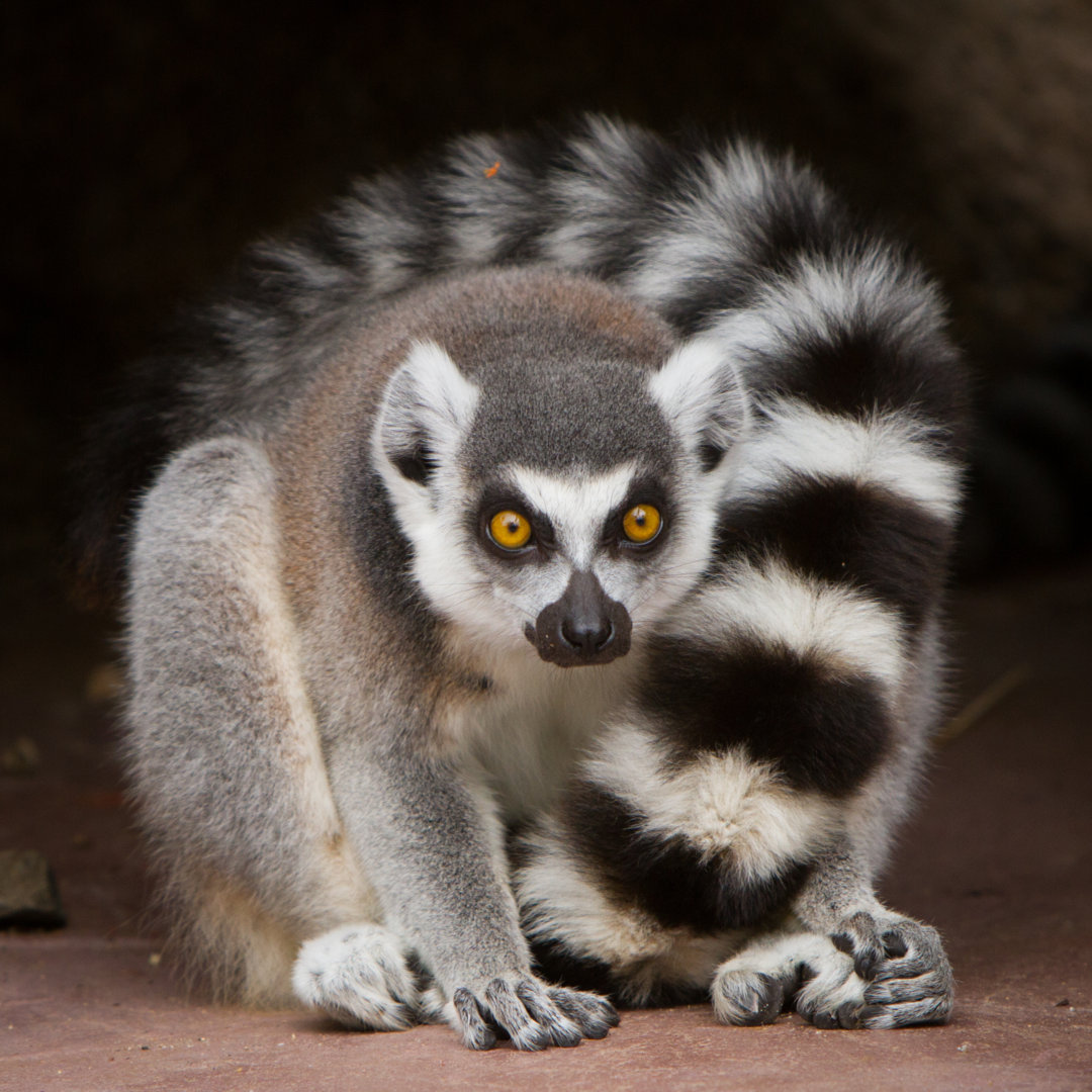 Ringschwanzlemur von CraigRJD - Druck auf Leinwand ohne Rahmen