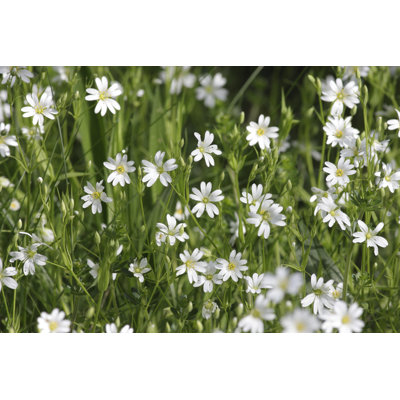 Field Mouse-Ear Chickweed Cerastium Arvense Green and White by Whiteway