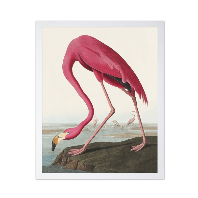 James Audubon - Flamant américain, Affiche, H 24 po x l 32 po, Encadrement blanc