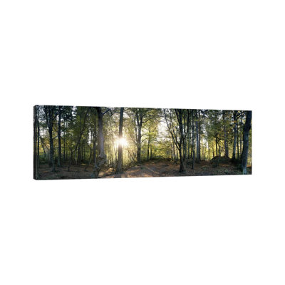 Trees in a forestBlack Forest, Freiburg im Breisgau, Baden-Wurttemberg, Germany 1 Piece Panoramic Wall Art on Canvas