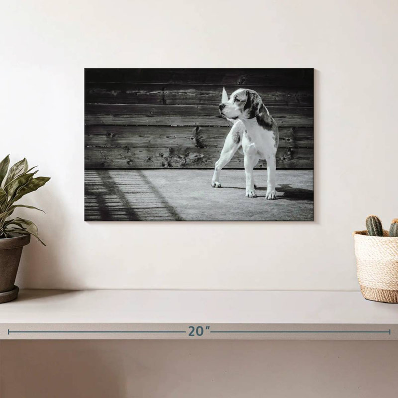 Beagle Brampt monochrome