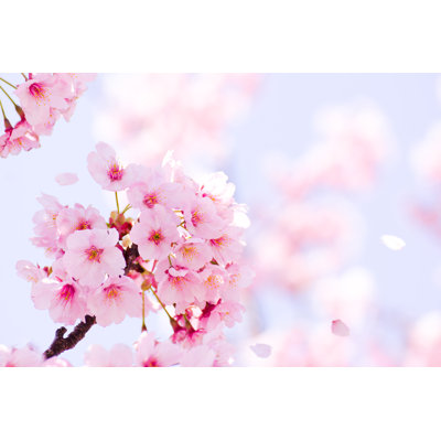 Fleur de cerisier - Photographie sur toile tendue