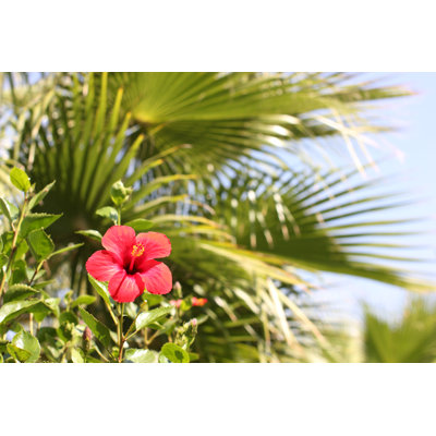 " Bright Hibiscus Flower "