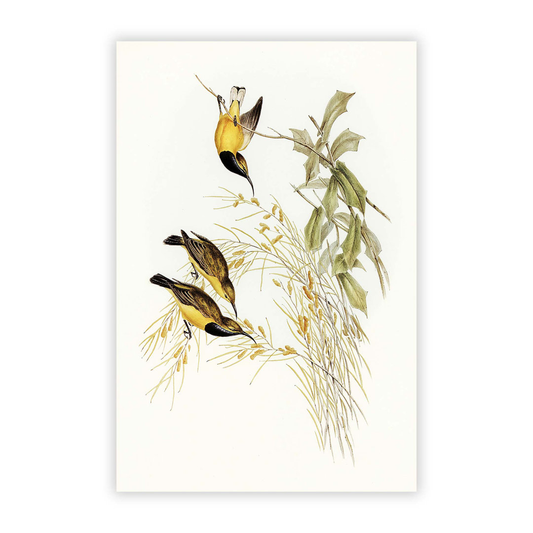 Australian Sunbirds by Elizabeth Gould - Frameless Print