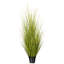 60 po vert / brun-224416951