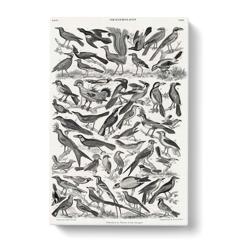 Ornithology The Study Of Birds LXXIX by Oliver Goldsmith - Wrapped Canvas Print, 50cm H x 35cm W x 3cm D