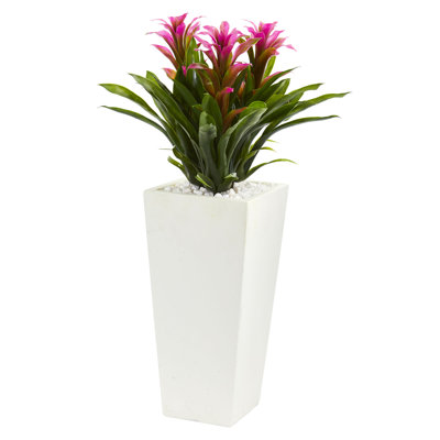 Bromeliad Arrangement in Pot