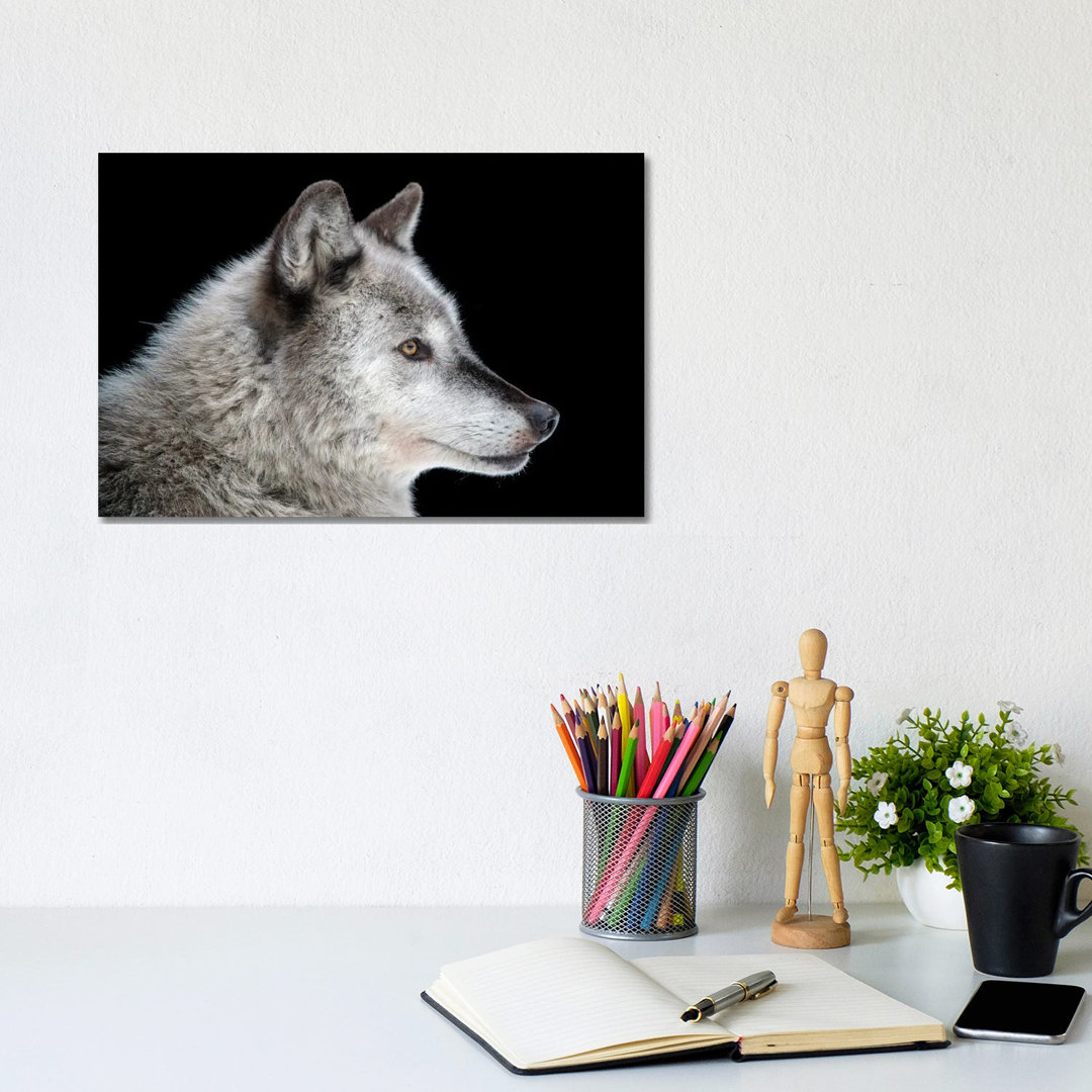 A Federally Endangered Gray Wolf At The Alaska Zoo von Joel Sartore - Galerie-verpackte Leinwand Giclée auf Leinwand