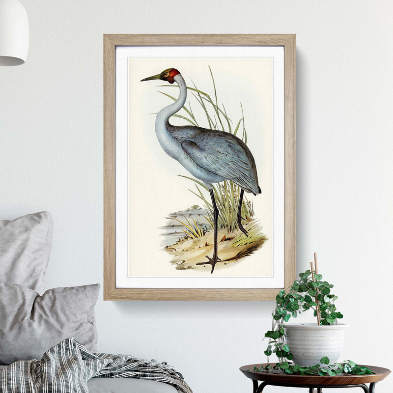 Australian Crane by Elizabeth Gould - Single Picture Frame Painting, Oak Framed, 45cm H x 33cm W x 2cm D