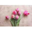Pink Tulips by Sylvia Cook - Wrapped Canvas Print-2107707928