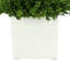Boxwood Arranged In A Square Pot