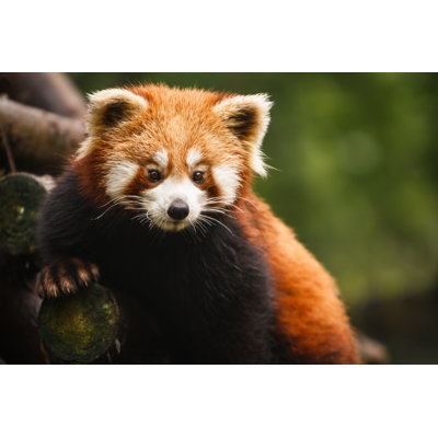 Panda rouge - photographie sur toile tendue