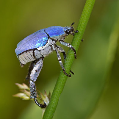Coléoptère bleu ducan (Hoplia coerulea) par Annesorbes - Photographie sur toile tendue