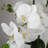 Plastic, Silk Artificial Arrangement in Planter-88685042-88685039