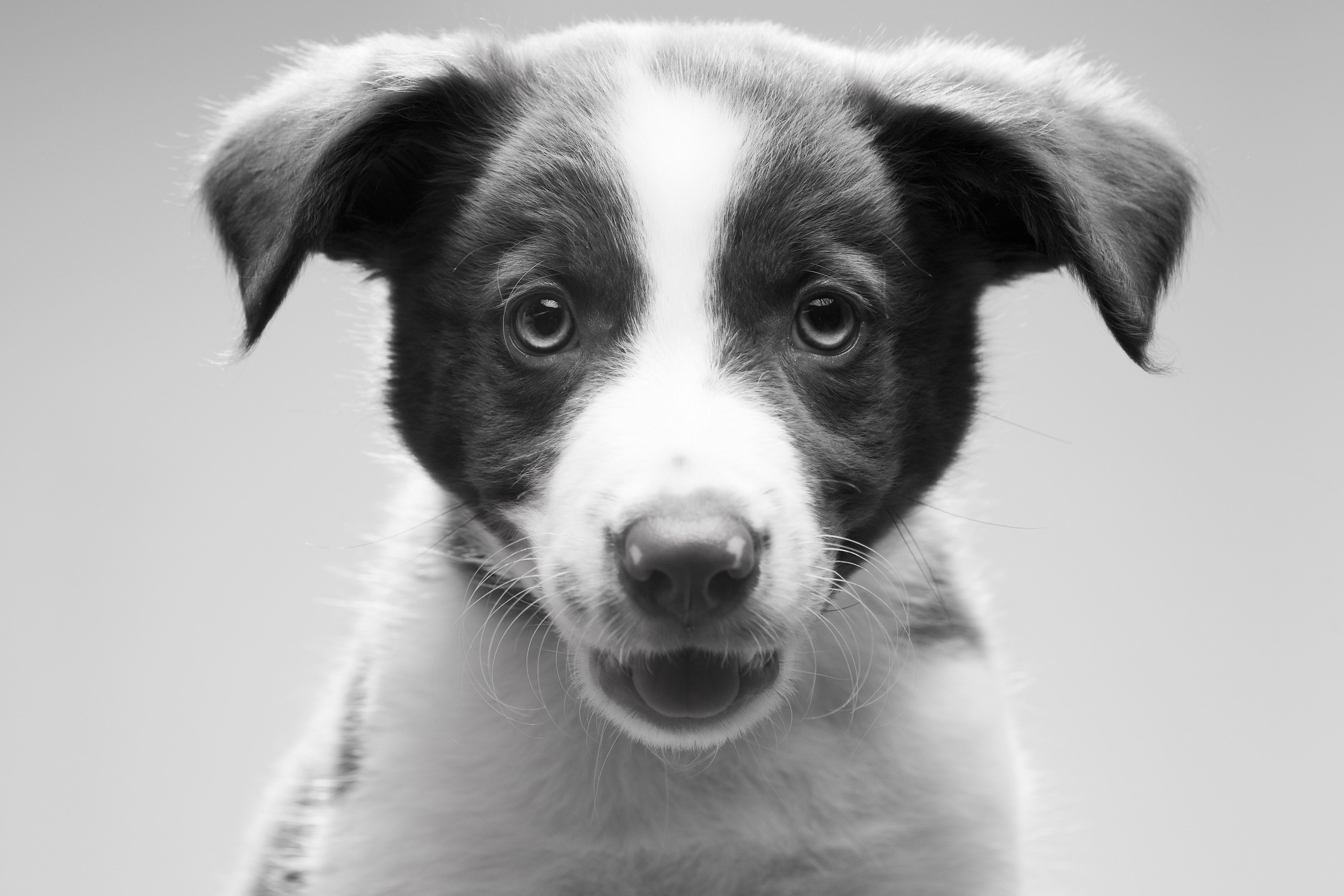 Hokku Designs Olmito Border Collie Puppy On Canvas by