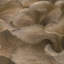Papier peint floral-129452980