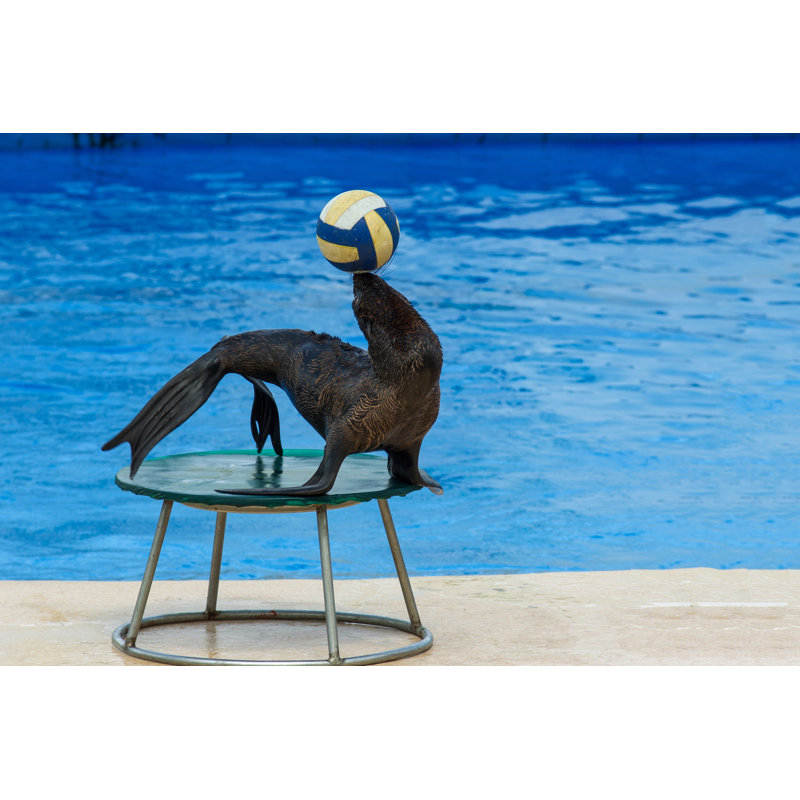 Fur Seal With Ball 1 Piece Wrapped Canvas Wall Art, 81cm H x 122cm W
