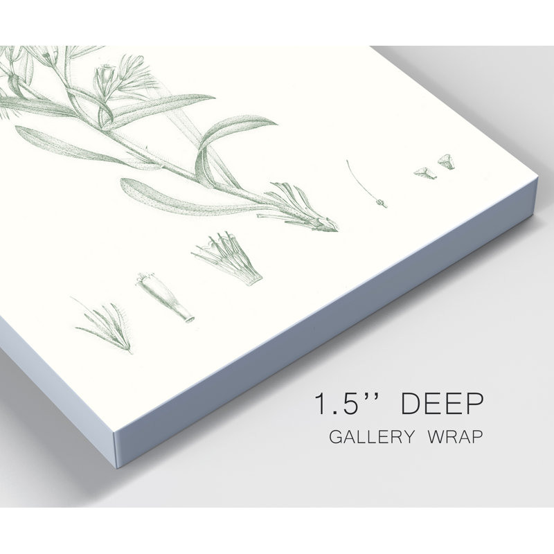 «Botanical Study in Sage II», reproduction d'art sur toile tendue, H 36 po x l 24 po x P 1 po