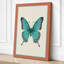 Symmetrical Butterfly Study Botanical - Wrapped Canvas-1546067251-1546067250