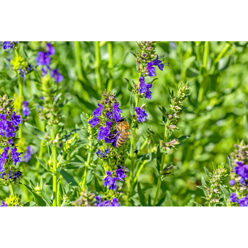 Bee On A Hyssop Flower - Wrapped Canvas Print, 30cm H x 46cm W x 3.8cm D