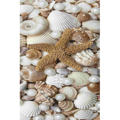 Shell Menagerie II