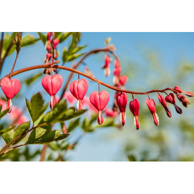 " Bleeding Heart Flower "