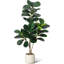 48cm Plant