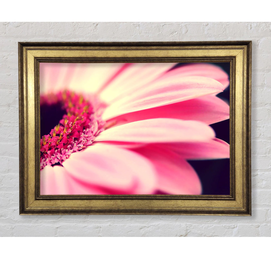 Gerbera Pink Petal Close-up - Druck