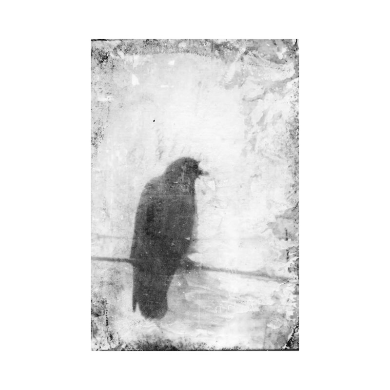 B&W Flight VI by Ingrid Blixt - Wrapped Canvas Print, 101.6 cm H x 66.04 cm W x 3.175 cm D