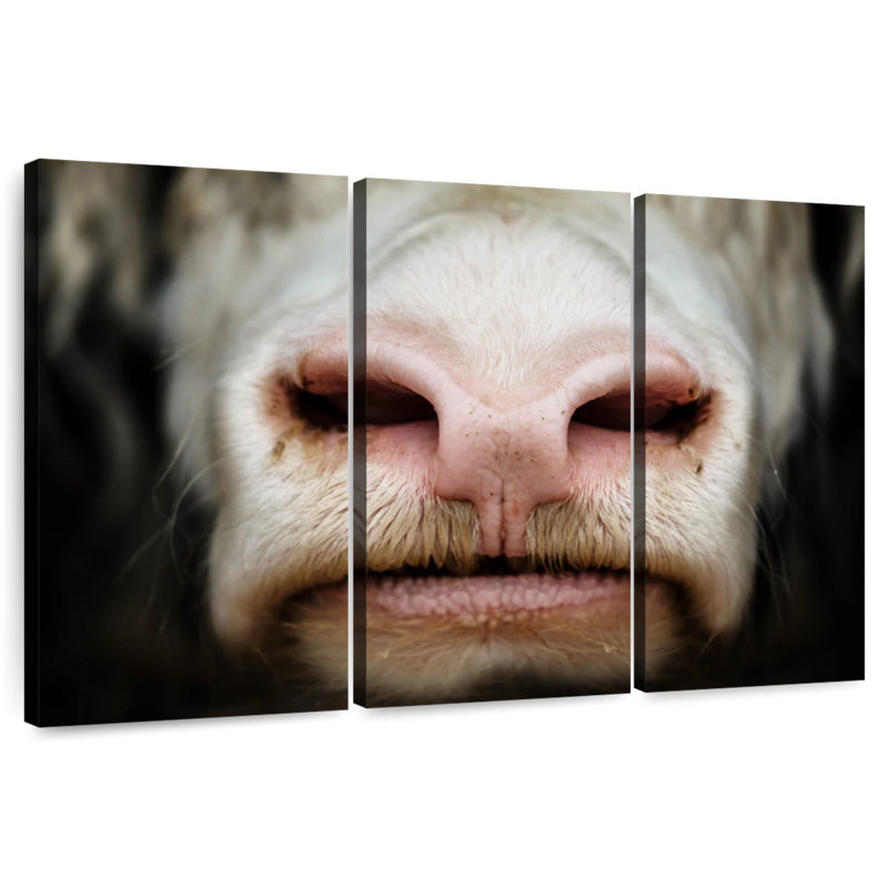 Museau de vache Brampt, H 36 po x l 57 po