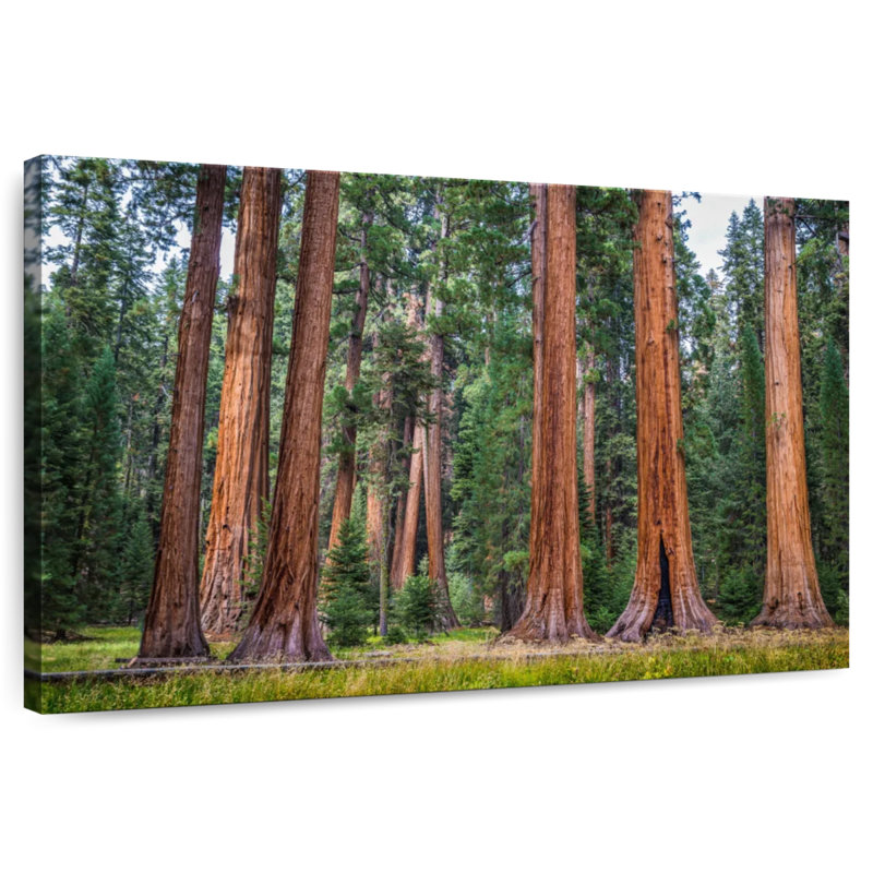 Harnek Stunning Sierra Redwoods, 34" H x 51" W