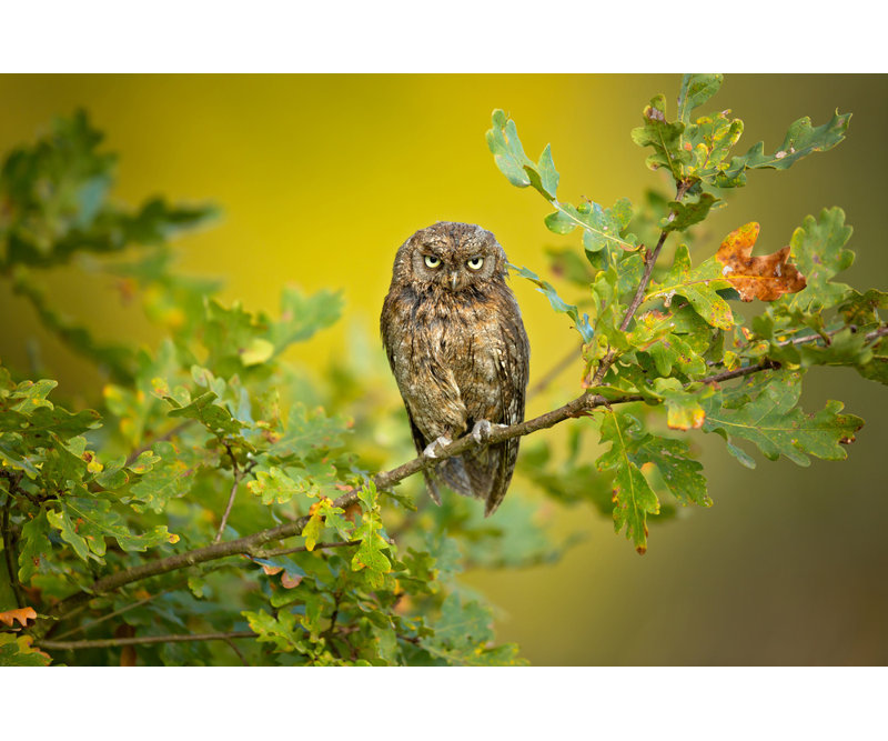 Wrapped Canvas Print, 60.96 cm H x 91.44 cm W