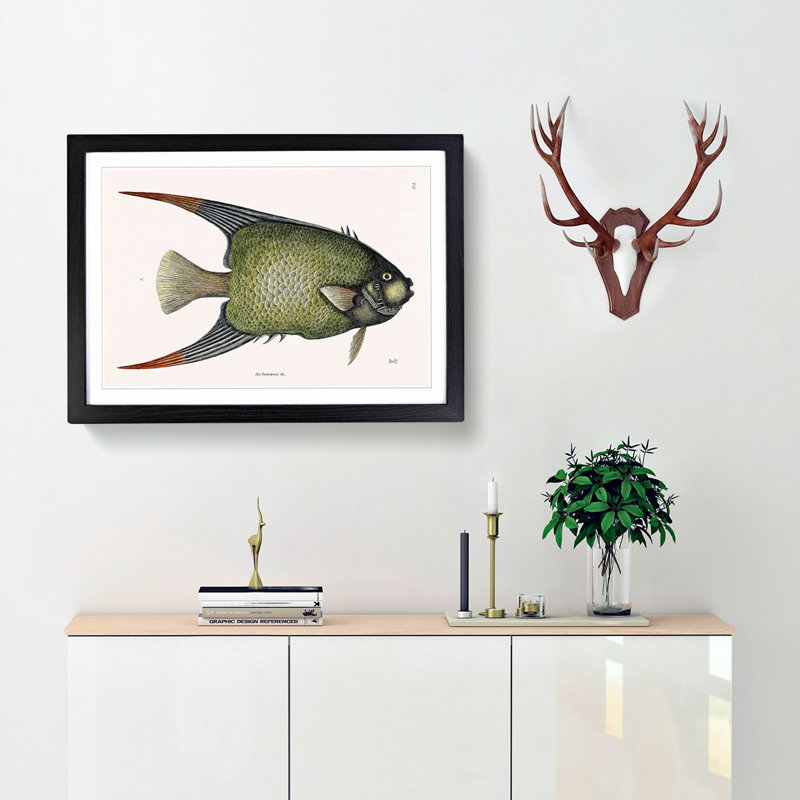 Angel Fish by Mark Catesby - Single Picture Frame Painting, 24cm H x 33cm W x 2cm D, Walnut Framed