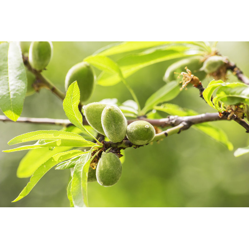 Amandes sur un arbre sur toile par Filipfoto, H 20 po x l 30 po x P 1,25 po
