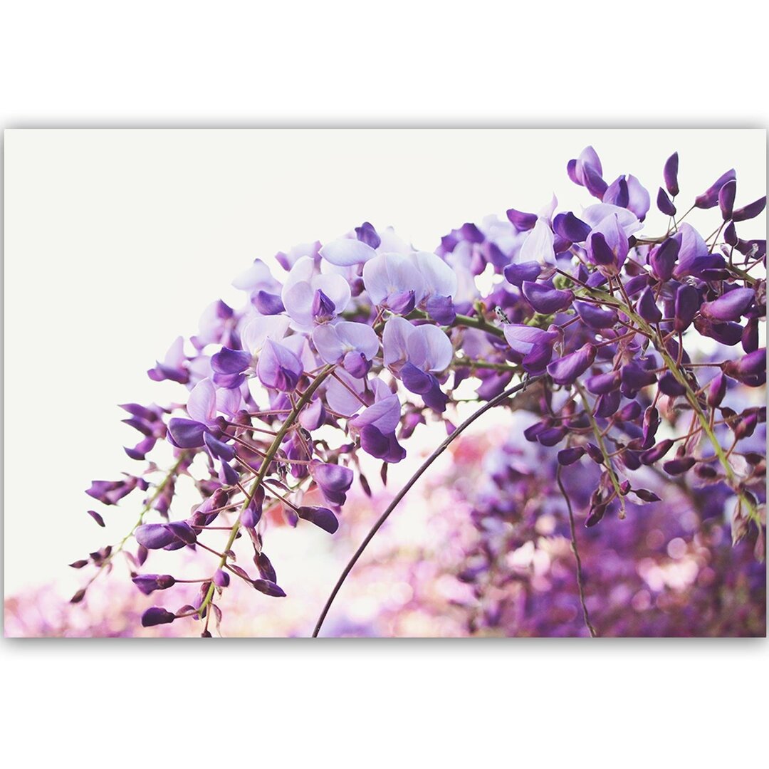 Leinwandbild Lilac Wisteria Flowers