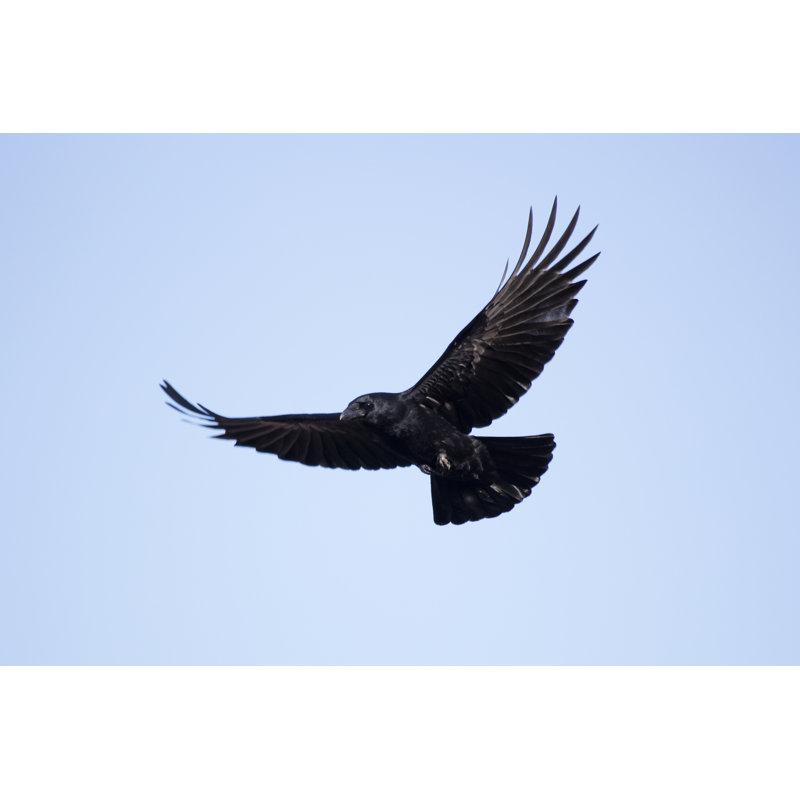 Carrion Crow in Flight by Andrew_Howe, 20" H x 30" W