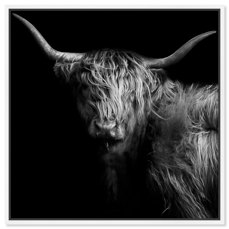 Realistic Black And White Highland Cow Photography Print by Oliver Gal, White Floater Framed, 41" H x 41" W