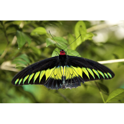 Farmborough Papiliondae - Wrapped Canvas Print