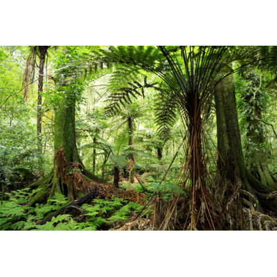 Andan " Forest " by Stillfx