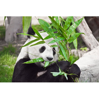 Giant Panda - Wrapped Canvas Print
