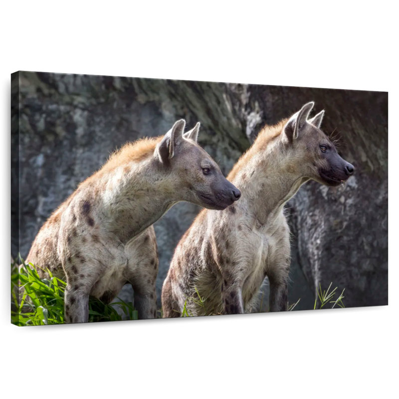 Crowle Hyenas en alerte, H 20 po x l 30 po
