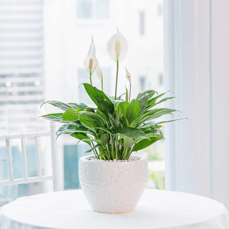 American Plant Exchange Spathiphyllum Peace Lily Live Plant - Thumbnail 3