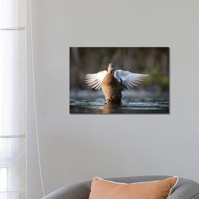Mallard Duck by Mateusz Piesiak - Wrapped Canvas Print