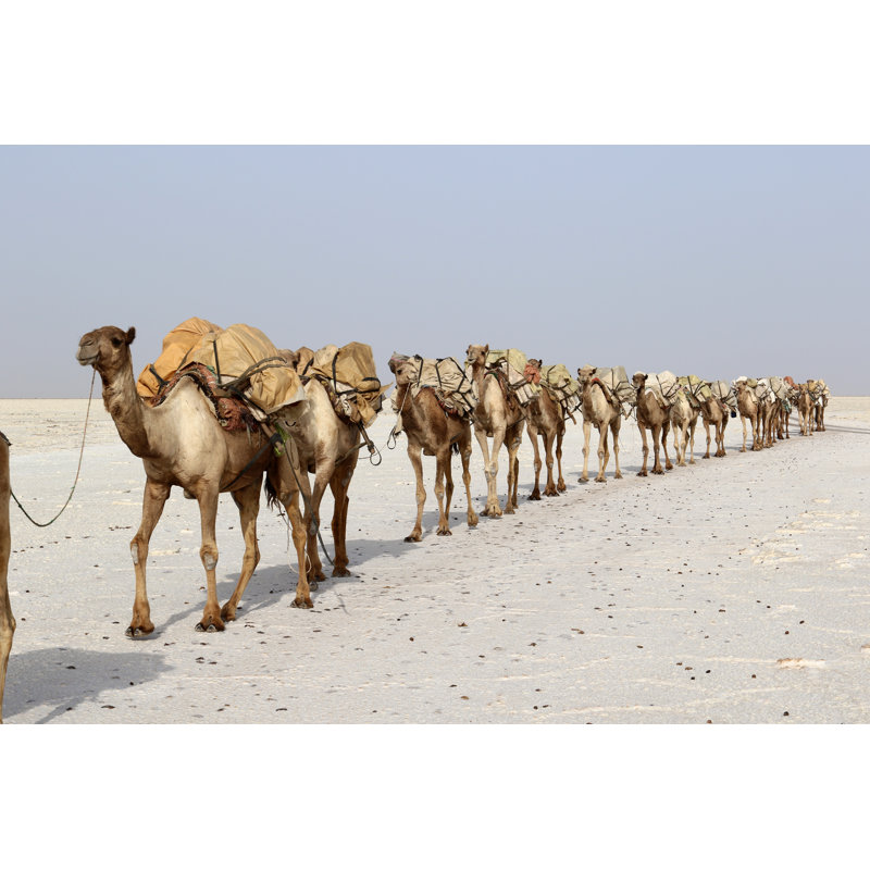 Camel Caravan Carrying Salt - photographie sur toile tendue, H 20 po x l 30 po