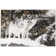 Tapis Wolves