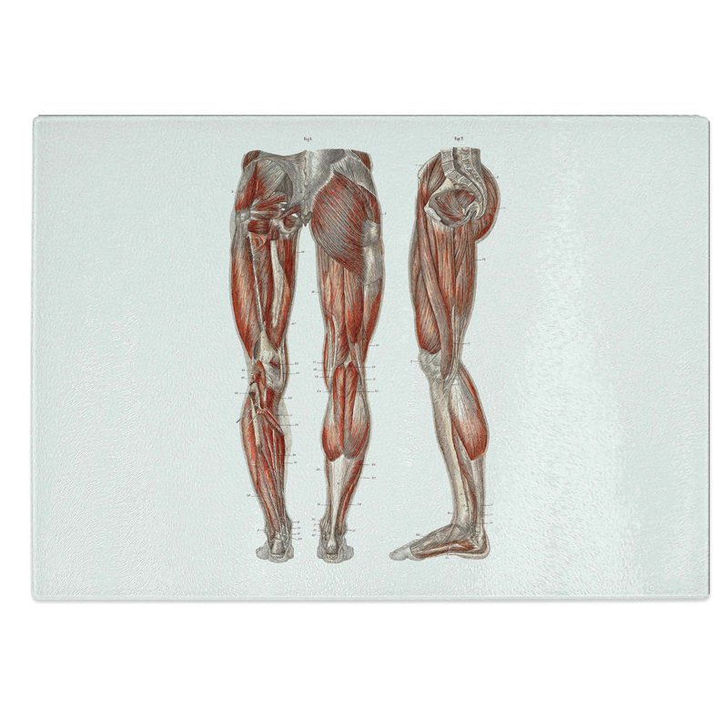 Tempered Glass Anatomy of the Leg Muscles Chopping Board, 28.5 cm W x 20 cm L