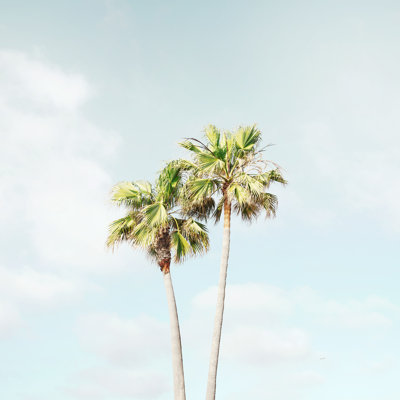 " Palm Tree Dream "