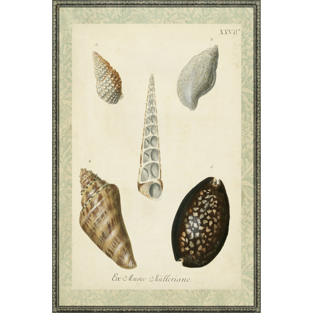 Leinwandbild Bookplate Shells IX von Vision Studio